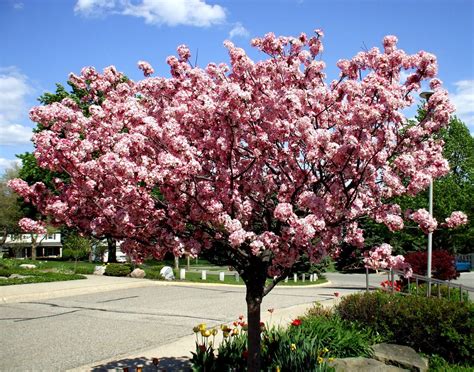 best dwarf crabapple trees